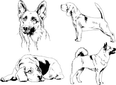vektör çizim cins köpekler mürekkeple elle çizilmiş raflar içinde skeçler, arka plan ile obje