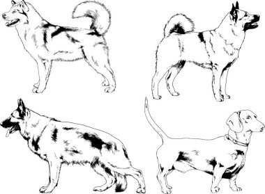 vektör çizim cins köpekler mürekkeple elle çizilmiş raflar içinde skeçler, arka plan ile obje