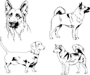 vektör çizim cins köpekler mürekkeple elle çizilmiş raflar içinde skeçler, arka plan ile obje