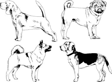 vektör çizim cins köpekler mürekkeple elle çizilmiş raflar içinde skeçler, arka plan ile obje