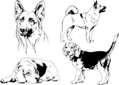 vektör çizim cins köpekler mürekkeple elle çizilmiş raflar içinde skeçler, arka plan ile obje