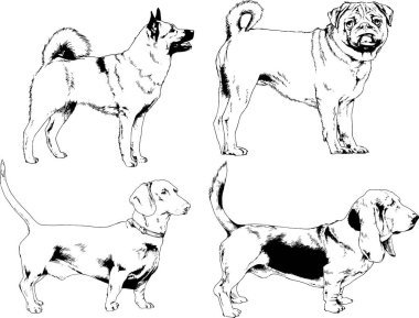 vektör çizim cins köpekler mürekkeple elle çizilmiş raflar içinde skeçler, arka plan ile obje