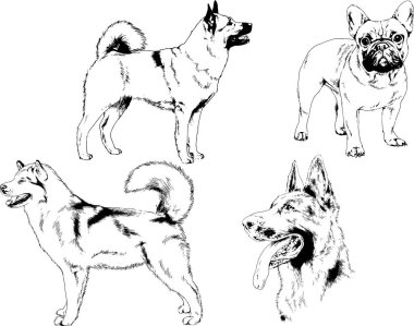 vektör çizim cins köpekler mürekkeple elle çizilmiş raflar içinde skeçler, arka plan ile obje