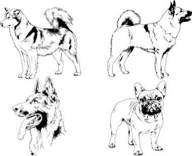 vektör çizim cins köpekler mürekkeple elle çizilmiş raflar içinde skeçler, arka plan ile obje
