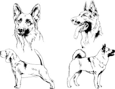vektör çizim cins köpekler mürekkeple elle çizilmiş raflar içinde skeçler, arka plan ile obje