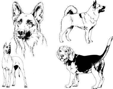 vektör çizim cins köpekler mürekkeple elle çizilmiş raflar içinde skeçler, arka plan ile obje