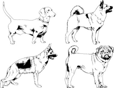 vektör çizim cins köpekler mürekkeple elle çizilmiş raflar içinde skeçler, arka plan ile obje