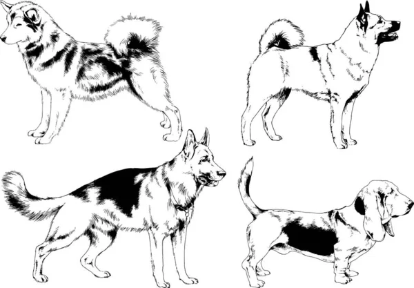 Desenhos Vetoriais Esboça Cães Pedigree Nas Prateleiras Desenhadas Tinta Mão —  Vetores de Stock