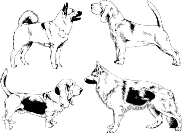 Dibujos Vectoriales Bocetos Pedigrí Perros Los Bastidores Dibujados Tinta Mano — Vector de stock