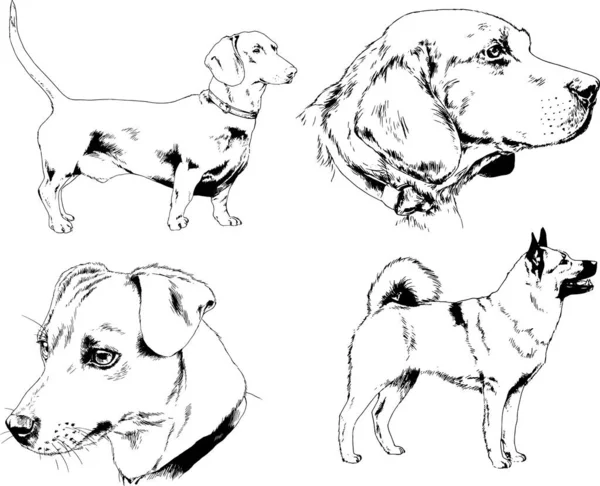 ベクター描画インクで手書きのラックの血統の犬をスケッチ 背景がないオブジェクト — ストックベクタ