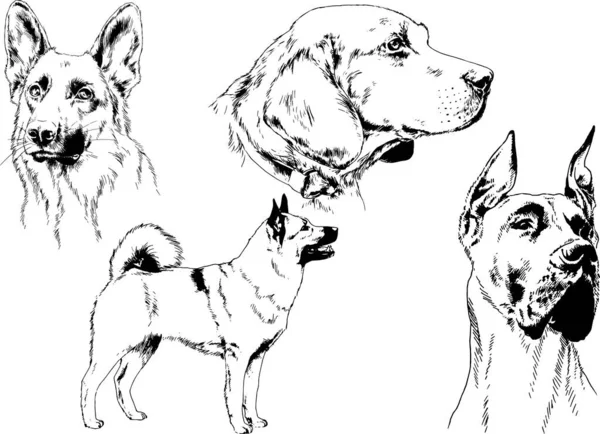 Dibujos Vectoriales Bocetos Pedigrí Perros Los Bastidores Dibujados Tinta Mano — Archivo Imágenes Vectoriales