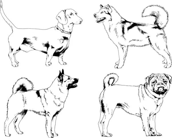 Dibujos Vectoriales Bocetos Pedigrí Perros Los Bastidores Dibujados Tinta Mano — Vector de stock