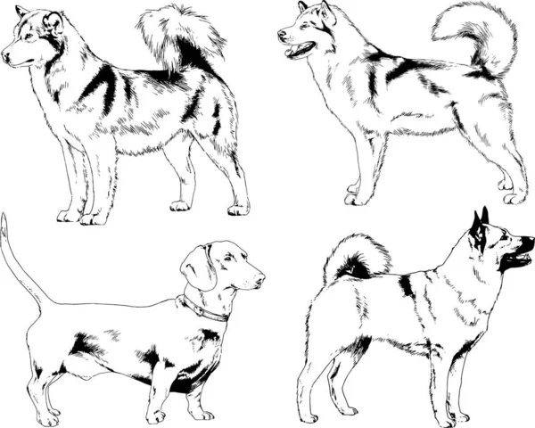 Vectortekeningen Schetst Stamboom Honden Rekken Met Hand Getekend Inkt Objecten — Stockvector