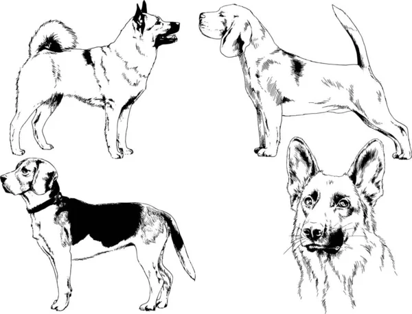 Desenhos Vetoriais Esboça Cães Pedigree Nas Prateleiras Desenhadas Tinta Mão —  Vetores de Stock