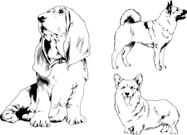 Dibujos Vectoriales Bocetos Pedigrí Perros Los Bastidores Dibujados Tinta Mano — Vector de stock