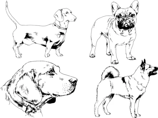 Desenhos Vetoriais Esboça Cães Pedigree Nas Prateleiras Desenhadas Tinta Mão — Vetor de Stock