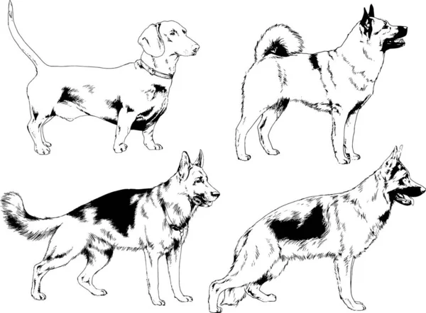 Desenhos Vetoriais Esboça Cães Pedigree Nas Prateleiras Desenhadas Tinta Mão — Vetor de Stock