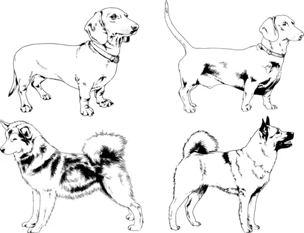 Desenhos Vetoriais Esboça Cães Pedigree Nas Prateleiras Desenhadas Tinta Mão —  Vetores de Stock