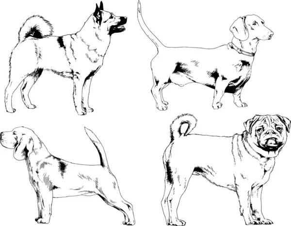 Vectortekeningen Schetst Stamboom Honden Rekken Met Hand Getekend Inkt Objecten — Stockvector