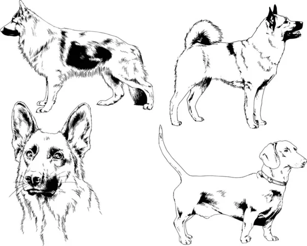 Dibujos Vectoriales Bocetos Pedigrí Perros Los Bastidores Dibujados Tinta Mano — Archivo Imágenes Vectoriales