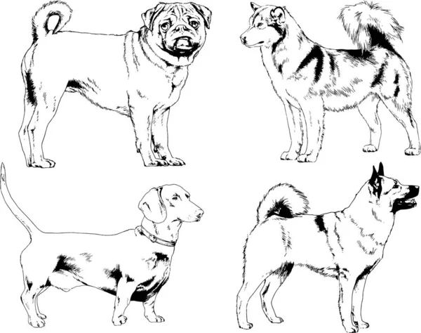 Desenhos Vetoriais Esboça Cães Pedigree Nas Prateleiras Desenhadas Tinta Mão —  Vetores de Stock