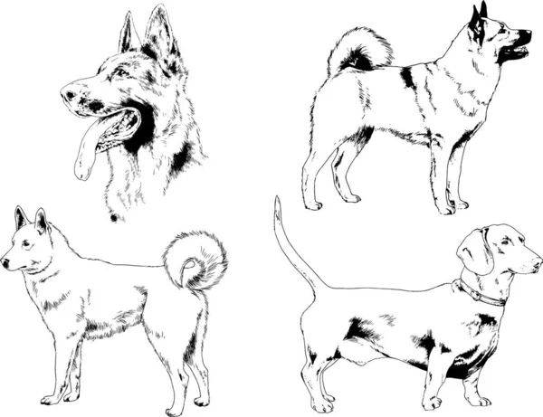 Desenhos Vetoriais Esboça Cães Pedigree Nas Prateleiras Desenhadas Tinta Mão —  Vetores de Stock