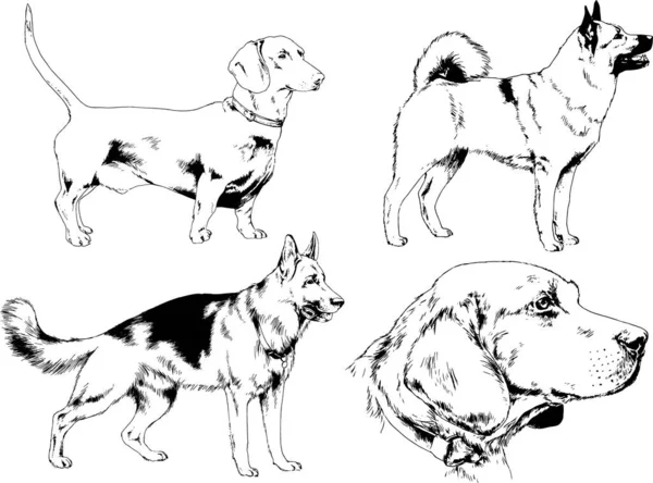 Desenhos Vetoriais Esboça Cães Pedigree Nas Prateleiras Desenhadas Tinta Mão — Vetor de Stock