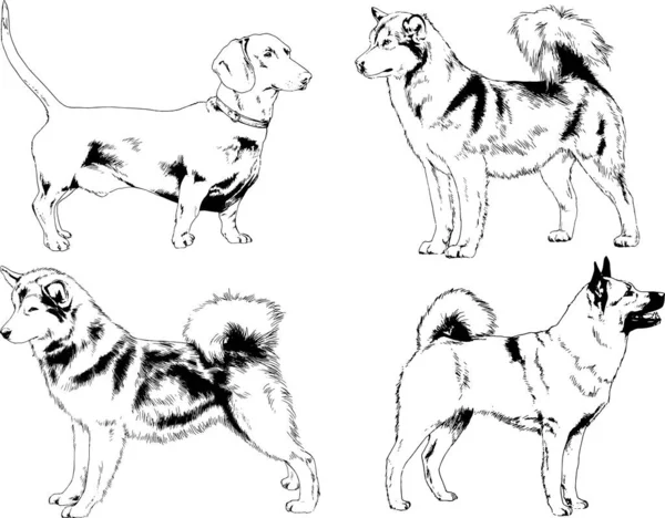 Dibujos Vectoriales Bocetos Pedigrí Perros Los Bastidores Dibujados Tinta Mano — Vector de stock