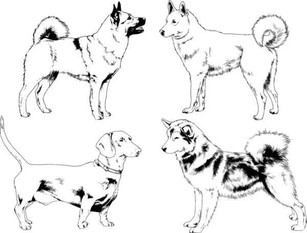 Desenhos Vetoriais Esboça Cães Pedigree Nas Prateleiras Desenhadas Tinta Mão —  Vetores de Stock