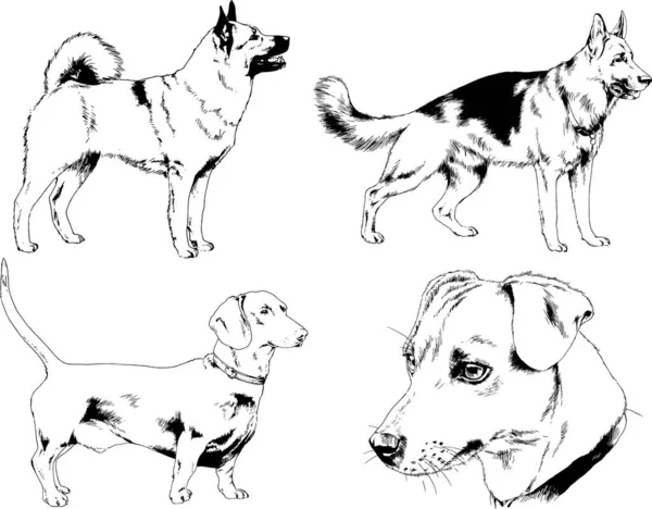 Dibujos Vectoriales Bocetos Pedigrí Perros Los Bastidores Dibujados Tinta Mano — Archivo Imágenes Vectoriales