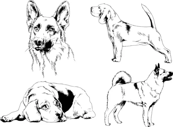 Dibujos Vectoriales Bocetos Pedigrí Perros Los Bastidores Dibujados Tinta Mano — Vector de stock