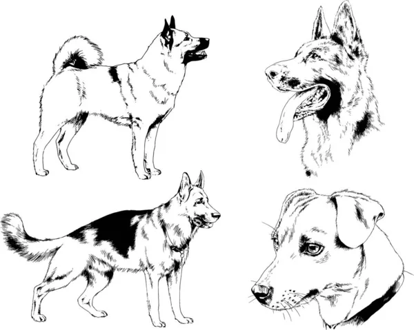 Dibujos Vectoriales Bocetos Pedigrí Perros Los Bastidores Dibujados Tinta Mano — Archivo Imágenes Vectoriales