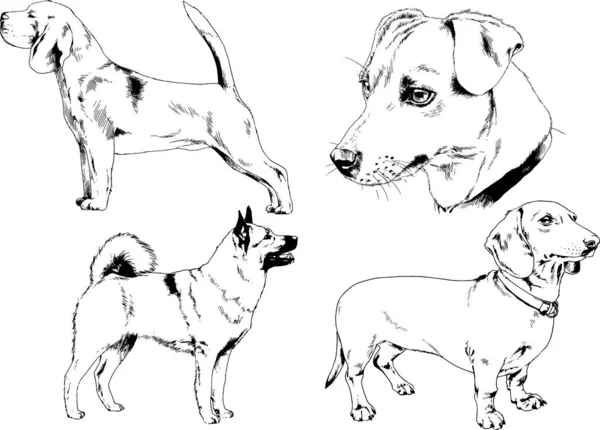 Dessins Vectoriels Croquis Chiens Pedigree Dans Les Supports Dessinés Encre — Image vectorielle