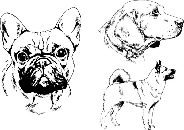 Dibujos Vectoriales Bocetos Pedigrí Perros Los Bastidores Dibujados Tinta Mano — Vector de stock