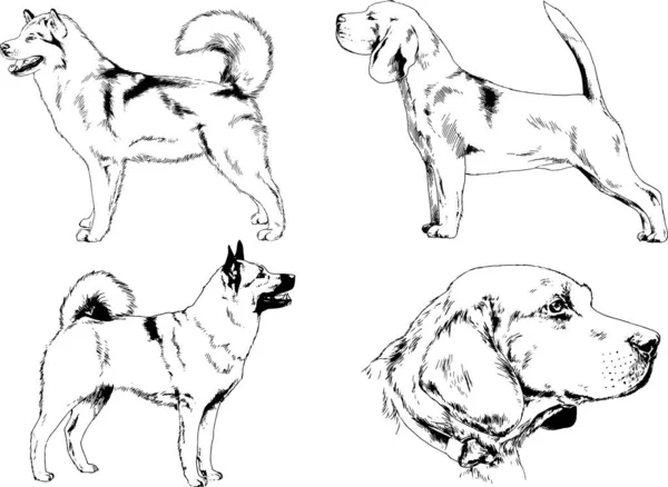 Desenhos Vetoriais Esboça Cães Pedigree Nas Prateleiras Desenhadas Tinta Mão —  Vetores de Stock