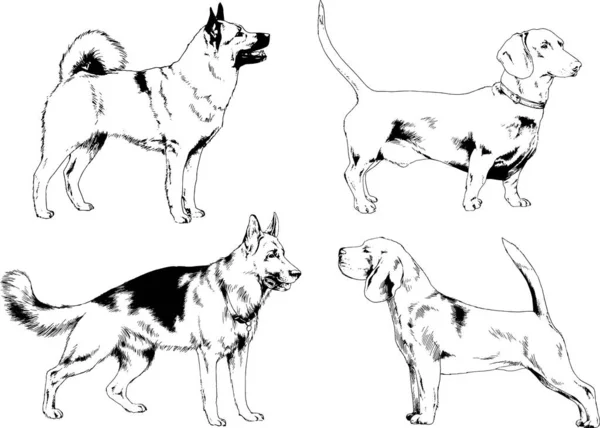 Desenhos Vetoriais Esboça Cães Pedigree Nas Prateleiras Desenhadas Tinta Mão — Vetor de Stock