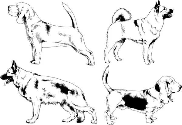 Desenhos Vetoriais Esboça Cães Pedigree Nas Prateleiras Desenhadas Tinta Mão —  Vetores de Stock