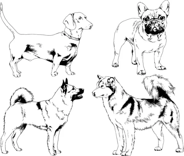 矢量绘图在用墨水绘制的衣架上的系谱犬 没有背景的对象 — 图库矢量图片