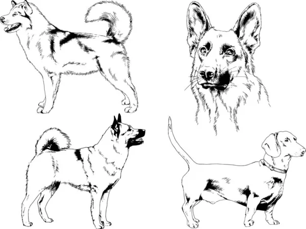 Desenhos Vetoriais Esboça Cães Pedigree Nas Prateleiras Desenhadas Tinta Mão — Vetor de Stock