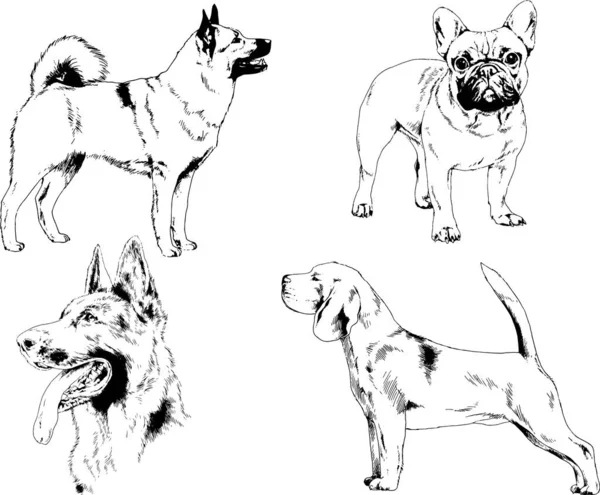 Dibujos Vectoriales Bocetos Pedigrí Perros Los Bastidores Dibujados Tinta Mano — Vector de stock