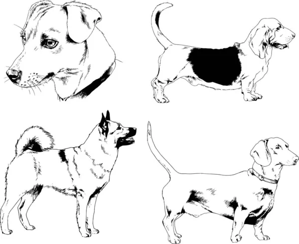 Dibujos Vectoriales Bocetos Pedigrí Perros Los Bastidores Dibujados Tinta Mano — Vector de stock