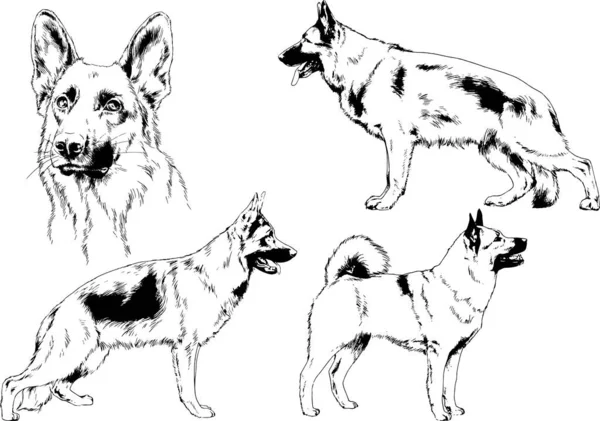 Disegni Vettoriali Schizzi Cani Pedigree Nei Rack Disegnati Inchiostro Mano — Vettoriale Stock