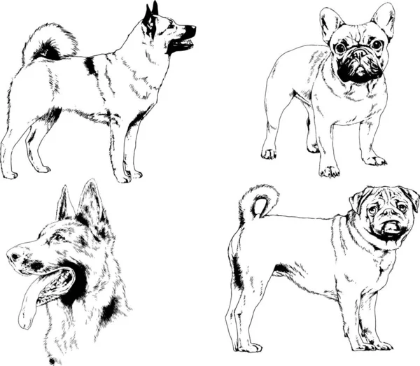 Dibujos Vectoriales Bocetos Pedigrí Perros Los Bastidores Dibujados Tinta Mano — Archivo Imágenes Vectoriales