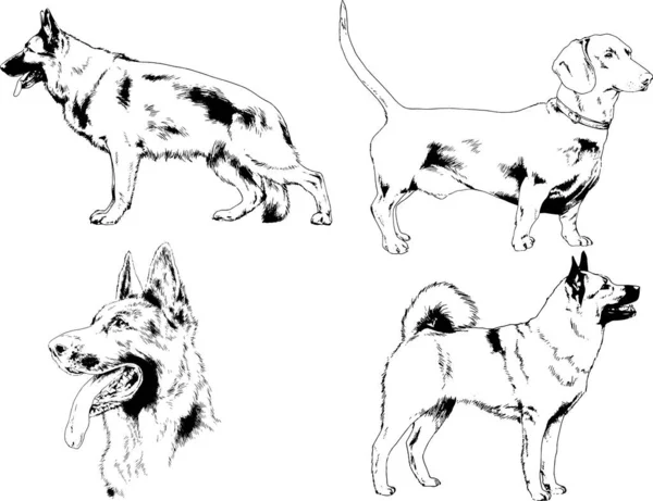 Desenhos Vetoriais Esboça Cães Pedigree Nas Prateleiras Desenhadas Tinta Mão —  Vetores de Stock