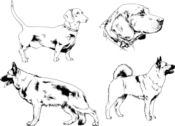 矢量绘图在用墨水绘制的衣架上的系谱犬 没有背景的对象 — 图库矢量图片