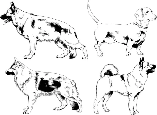 Dibujos Vectoriales Bocetos Pedigrí Perros Los Bastidores Dibujados Tinta Mano — Vector de stock