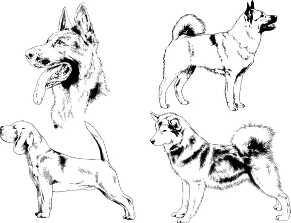 Desenhos Vetoriais Esboça Cães Pedigree Nas Prateleiras Desenhadas Tinta Mão — Vetor de Stock