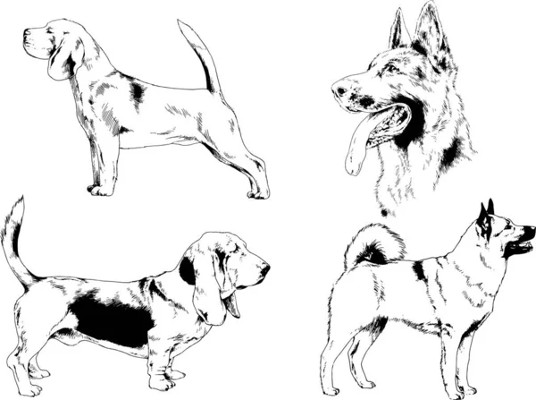 Desenhos Vetoriais Esboça Cães Pedigree Nas Prateleiras Desenhadas Tinta Mão — Vetor de Stock