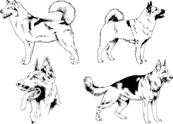 Desenhos Vetoriais Esboça Cães Pedigree Nas Prateleiras Desenhadas Tinta Mão —  Vetores de Stock