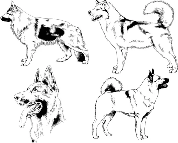 Dibujos Vectoriales Bocetos Pedigrí Perros Los Bastidores Dibujados Tinta Mano — Archivo Imágenes Vectoriales